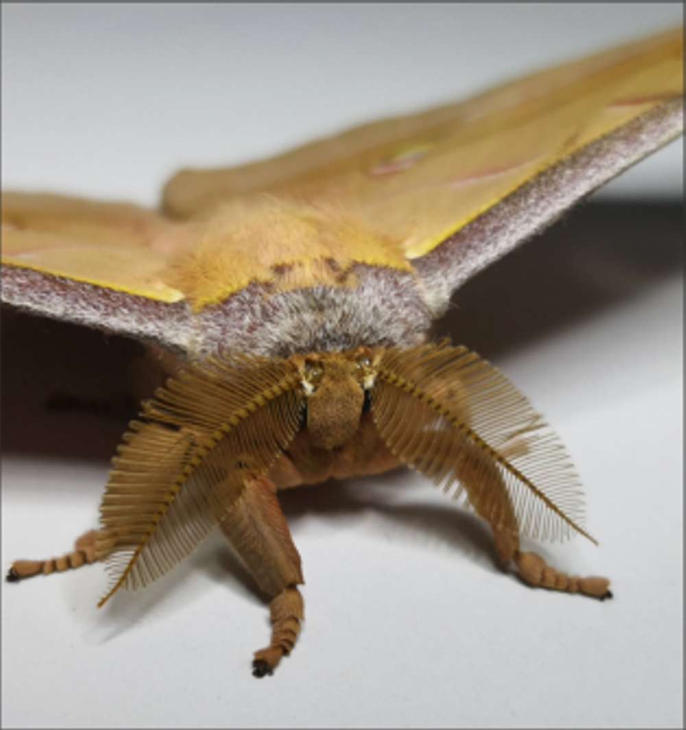 Moth Antheraea pernyi. Image credit University of Bristol